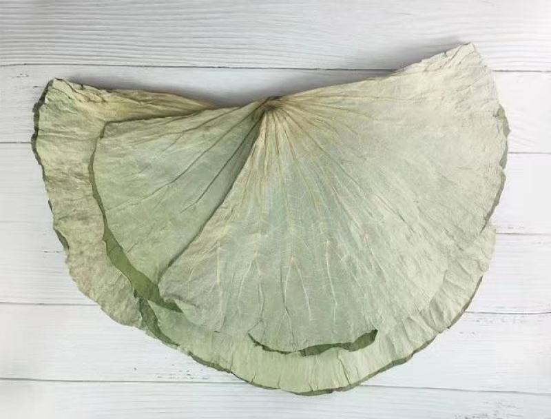 【热销】微山湖2021年新荷叶整张精品荷叶