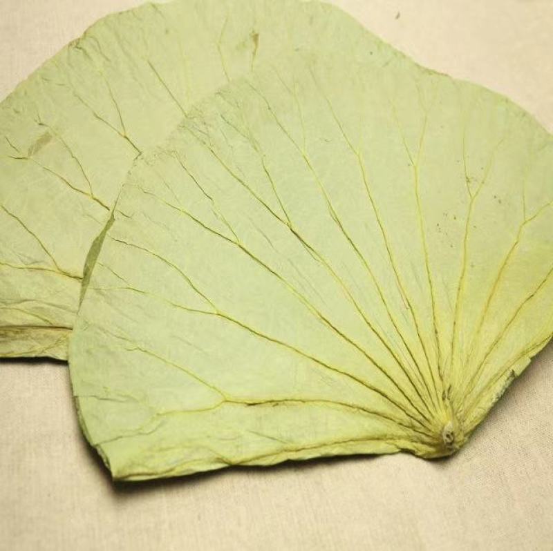 【热销】微山湖2021年新荷叶整张精品荷叶