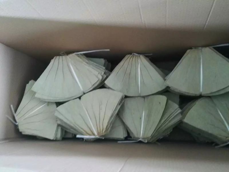 【热销】微山湖2021年新荷叶整张精品荷叶