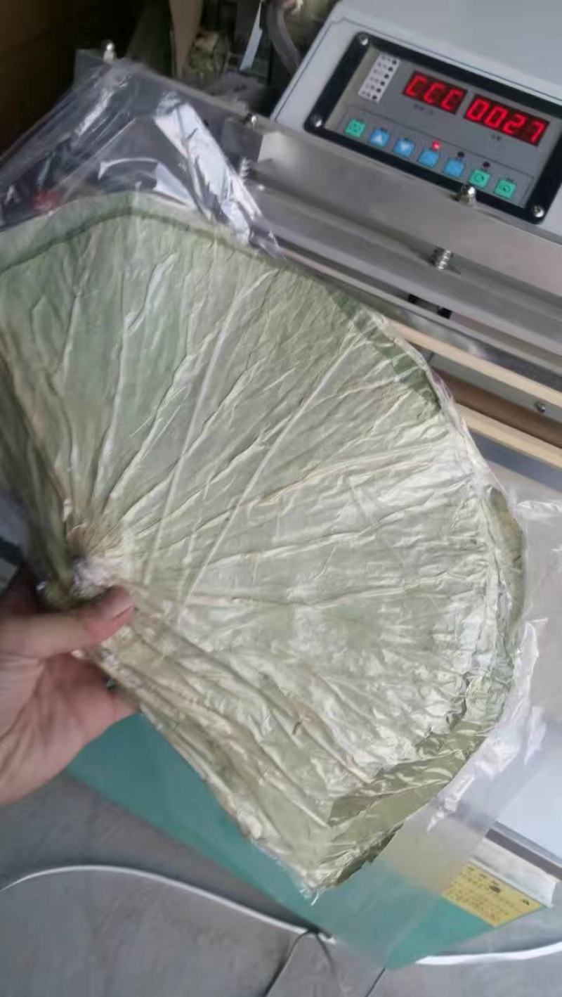 【热销】微山湖2021年新荷叶整张精品荷叶