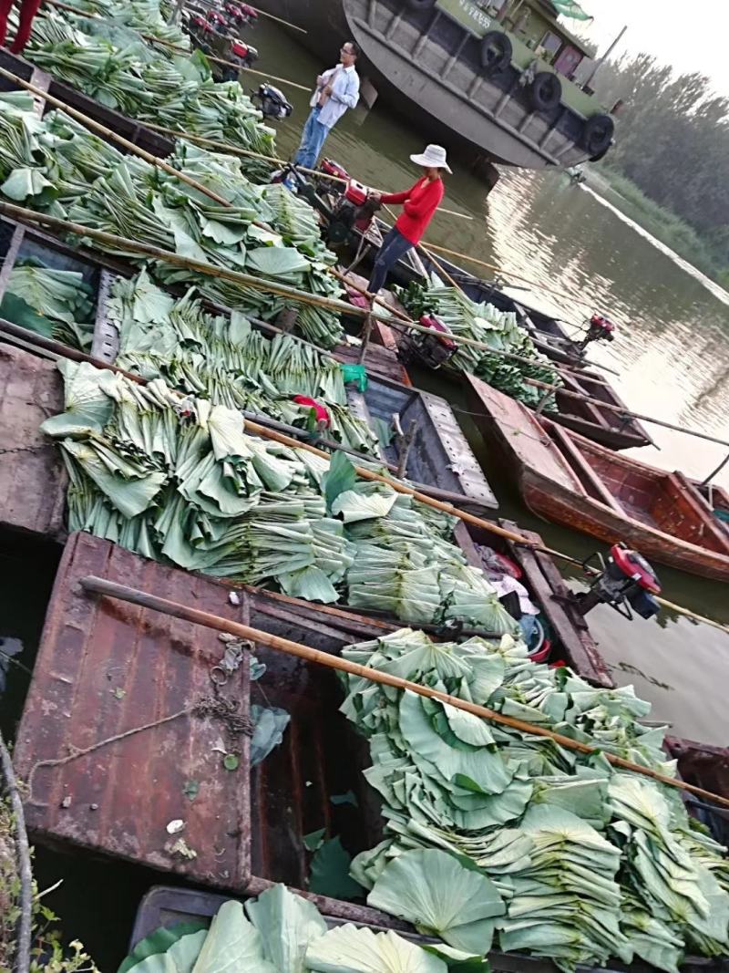 【热销】微山湖2021年新荷叶整张精品荷叶