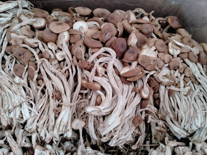江西广昌茶树菇3号天然无污染无硫磺食用菌