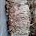 江西广昌茶树菇3号天然无污染无硫磺食用菌