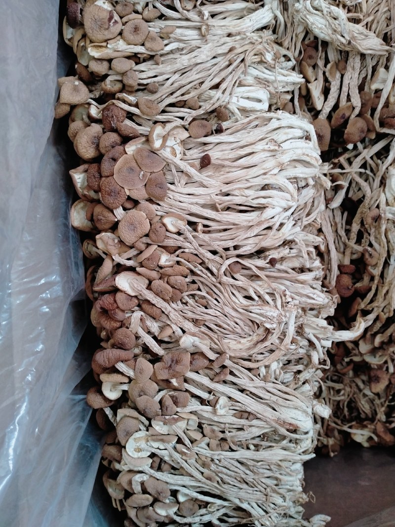 江西广昌茶树菇3号天然无污染无硫磺食用菌