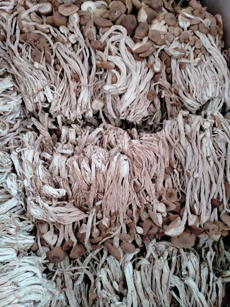 江西广昌茶树菇3号天然无污染无硫磺食用菌