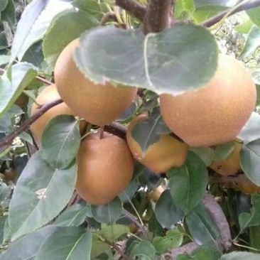 黄花梨黄花梨黄花梨