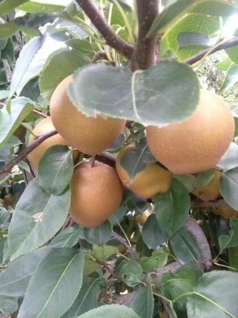 黄花梨黄花梨黄花梨