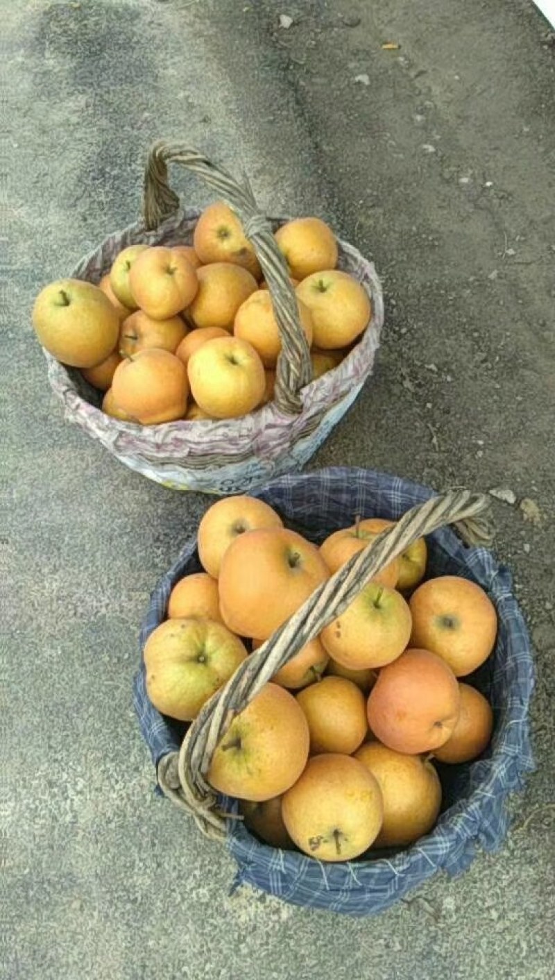 黄花梨黄花梨黄花梨