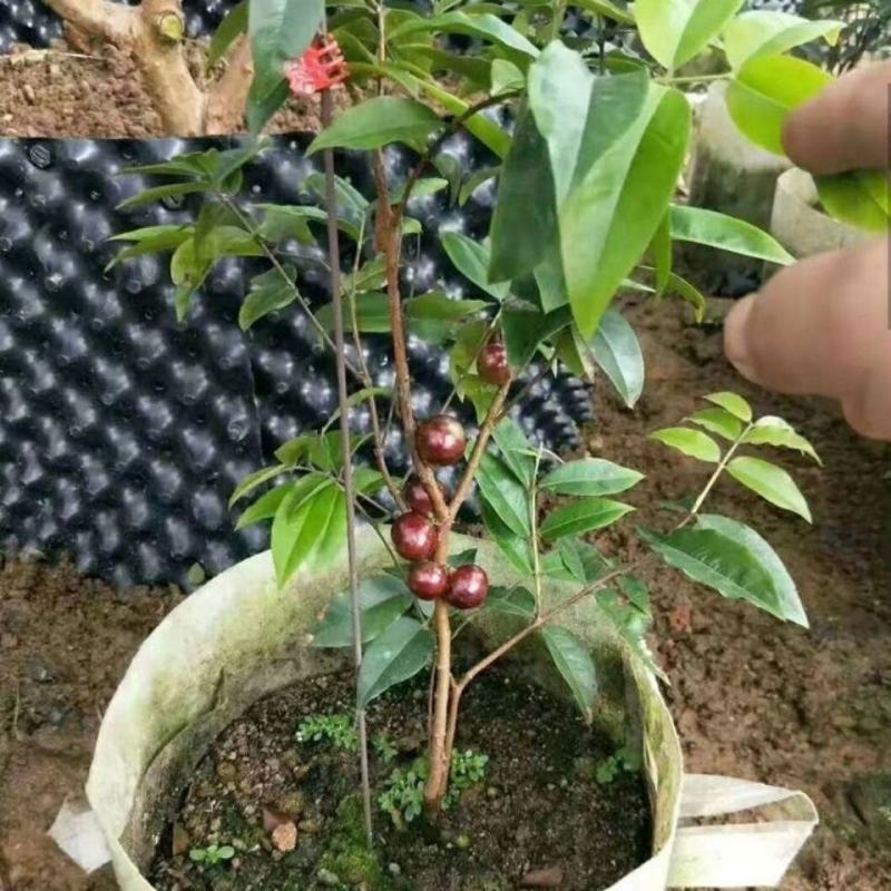 嘉宝果树苗树葡萄苗正宗台湾树葡萄四季南方北方种植