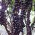 嘉宝果树苗树葡萄苗正宗台湾树葡萄四季南方北方种植