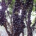 嘉宝果树苗树葡萄苗正宗台湾树葡萄四季南方北方种植