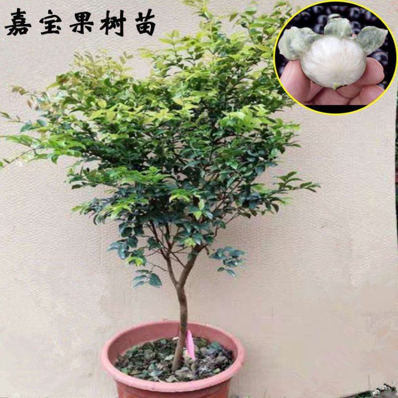 嘉宝果树苗树葡萄苗正宗台湾树葡萄四季南方北方种植