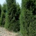 蜀桧，基地低价直供《2米一3米一4米一5米》蜀桧。