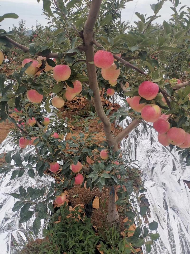 【嘎啦苹果】辽宁绥中大量有货个大口感脆甜想要的抓紧联系