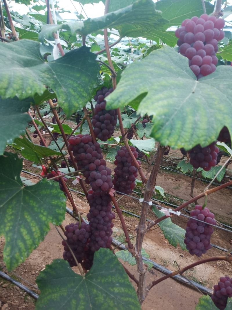 金红娃葡萄，无籽，口感甜，大量批发，有意者与我联系