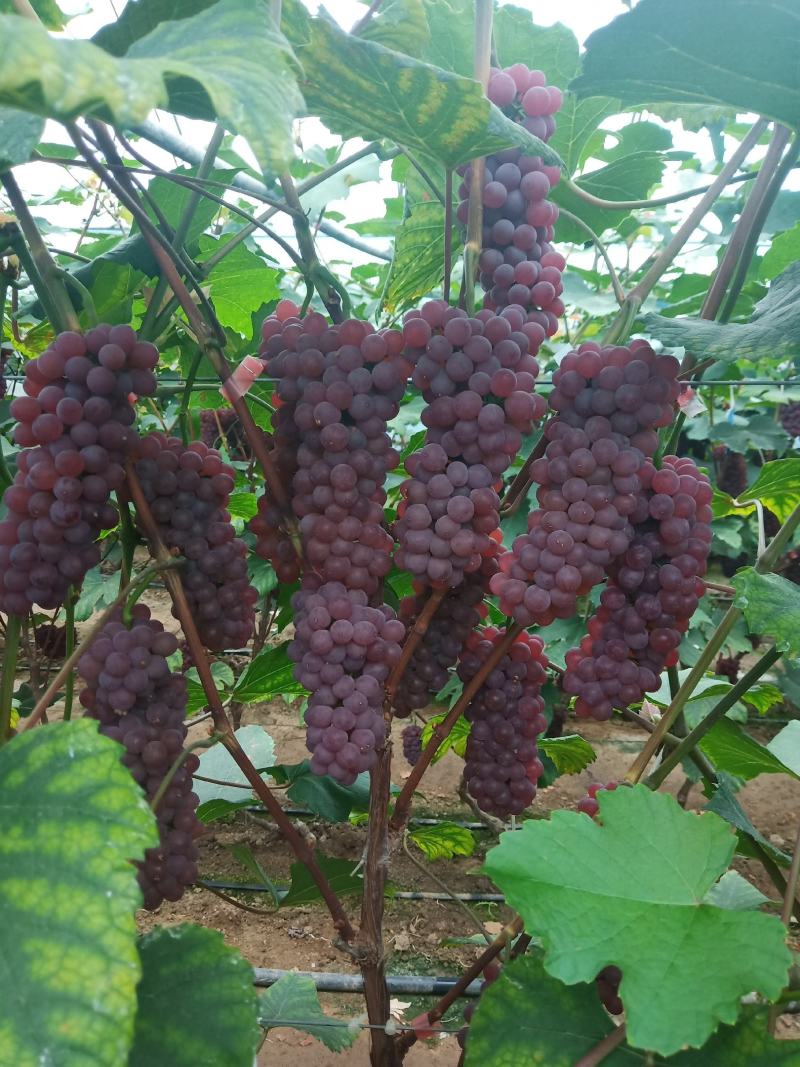 金红娃葡萄，无籽，口感甜，大量批发，有意者与我联系