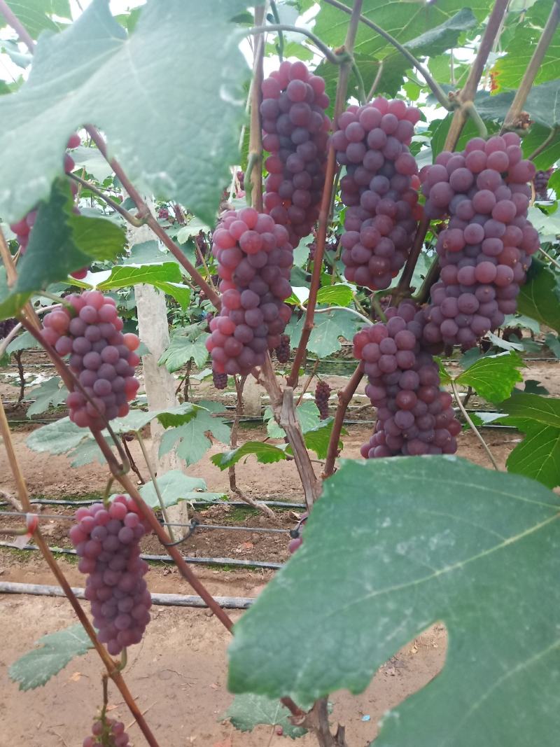 金红娃葡萄，无籽，口感甜，大量批发，有意者与我联系