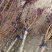 【精选】美人梅价格345678公分美人梅基地