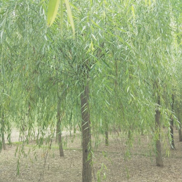 15公分精品原生冠垂柳出售需要的联系绿曦苗圃