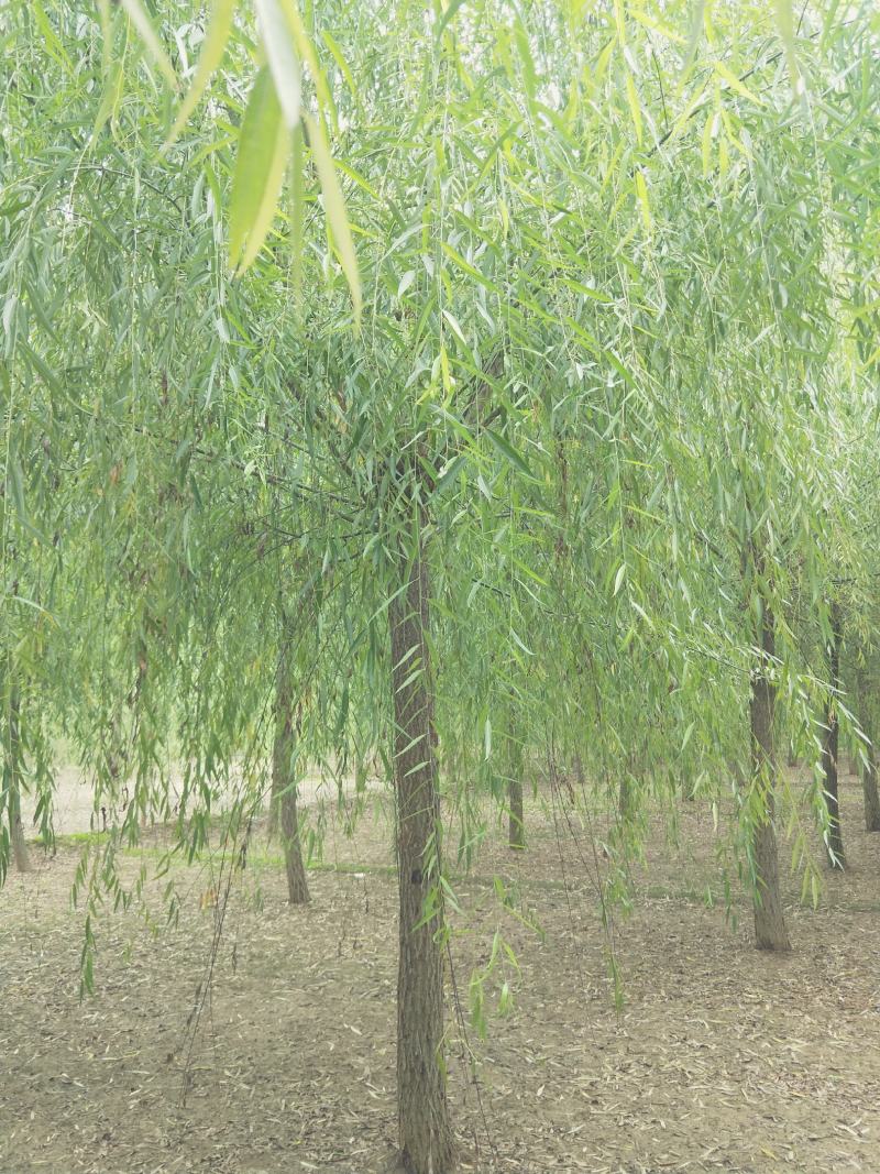 15公分精品原生冠垂柳出售需要的联系绿曦苗圃