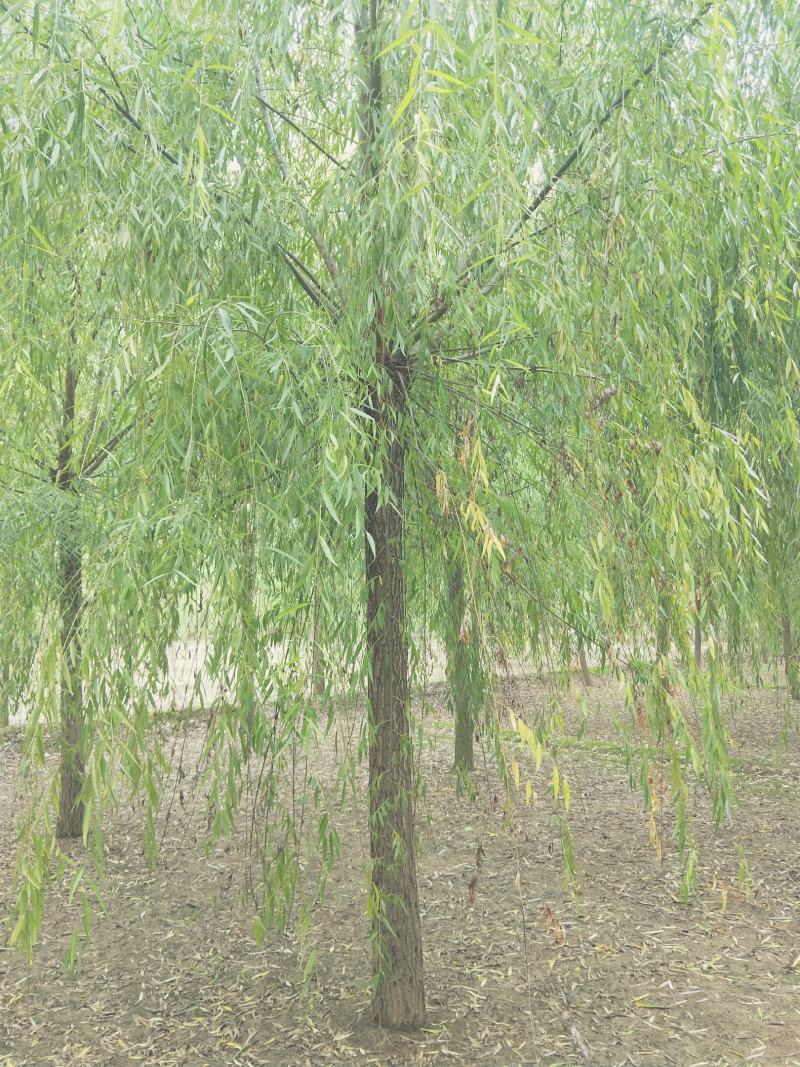 15公分精品原生冠垂柳出售需要的联系绿曦苗圃