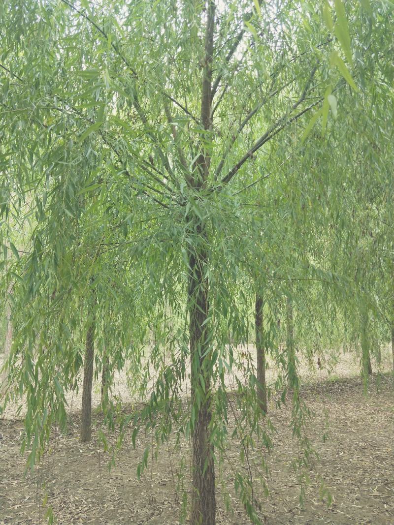15公分精品原生冠垂柳出售需要的联系绿曦苗圃