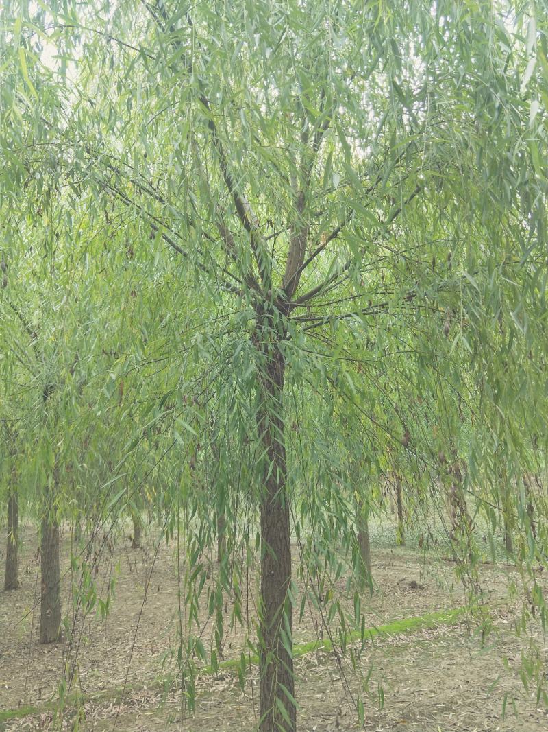 15公分精品原生冠垂柳出售需要的联系绿曦苗圃