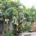 芒果芒果芒果景东晚熟芒果