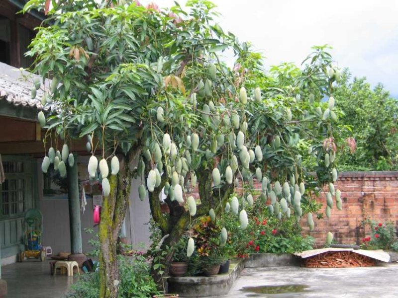 芒果芒果芒果景东晚熟芒果