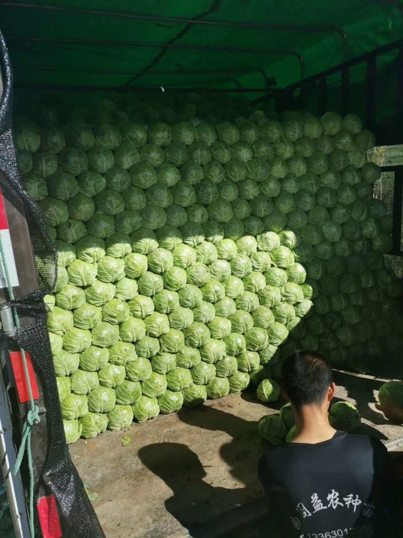 河北甘蓝圆包菜颜色鲜绿菜宣产地直发保质保量！