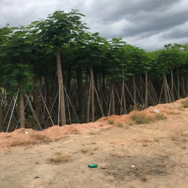 凤凰木各规格凤凰木出售