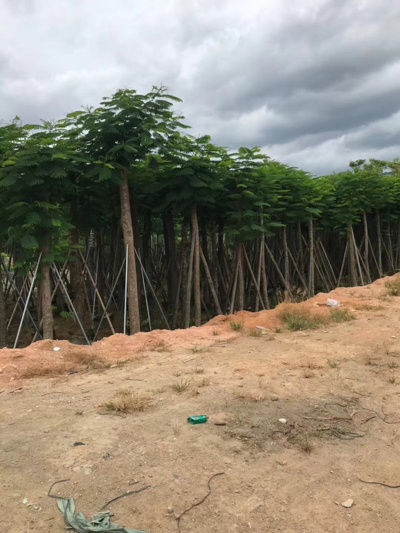 凤凰木各规格凤凰木出售