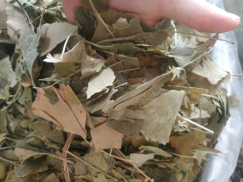 银杏叶～新货量大优惠～1公斤起售～欢迎咨询采购