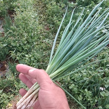 香茐大量上市。欢迎大量订购。