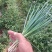 香茐大量上市。欢迎大量订购。