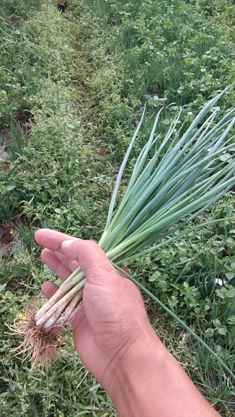 香茐大量上市。欢迎大量订购。