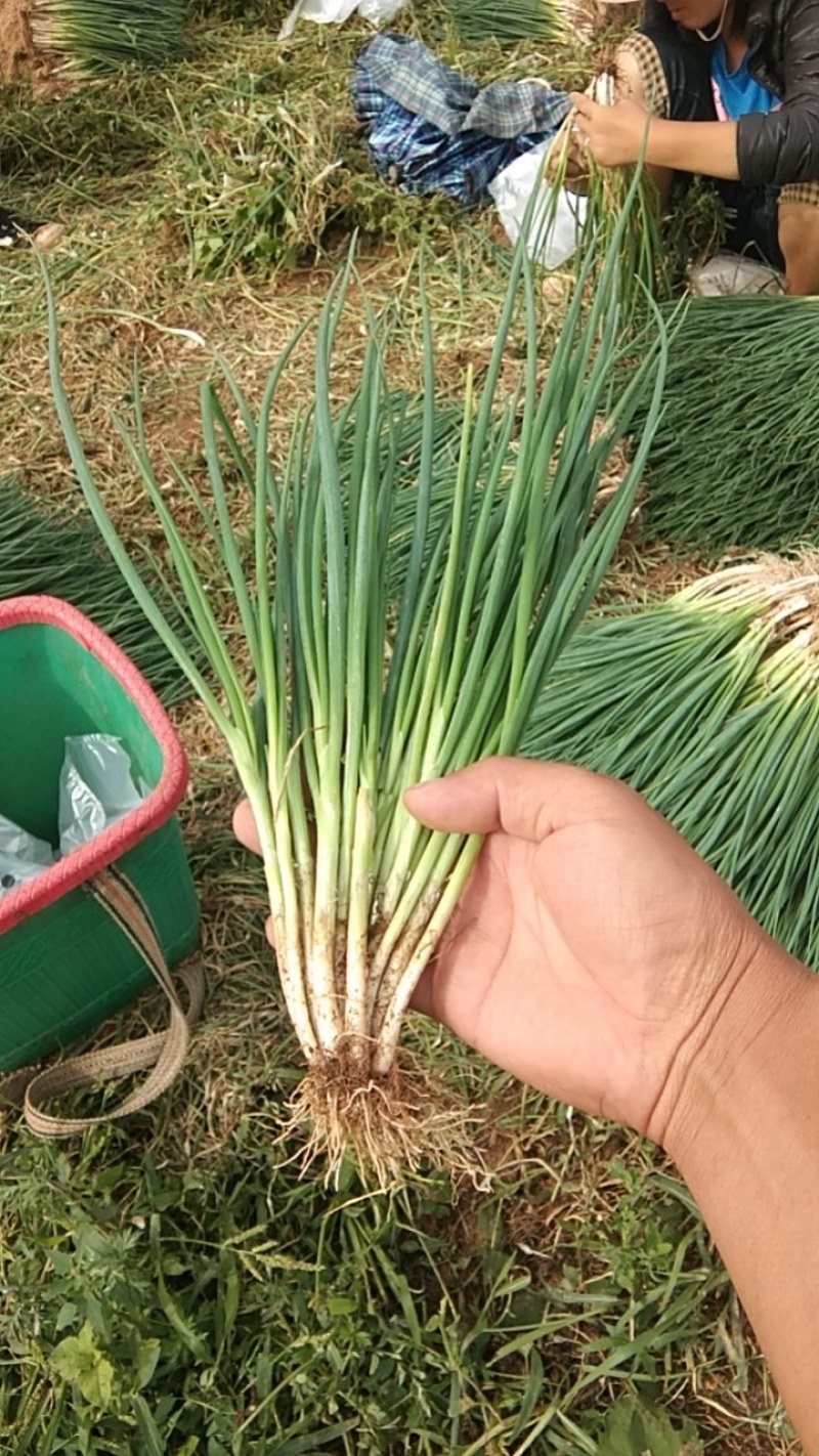 香茐大量上市。欢迎大量订购。