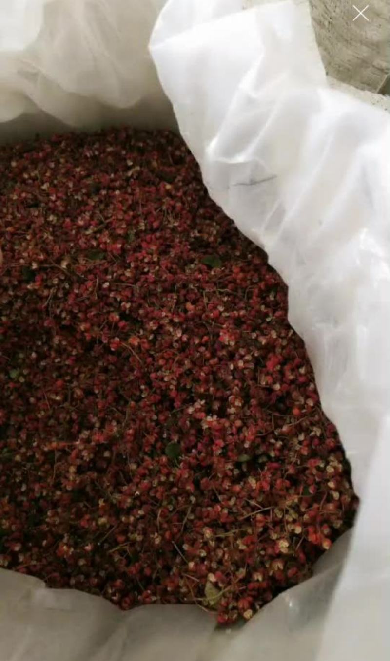 精品大红袍花椒大山采摘，有需要的联系