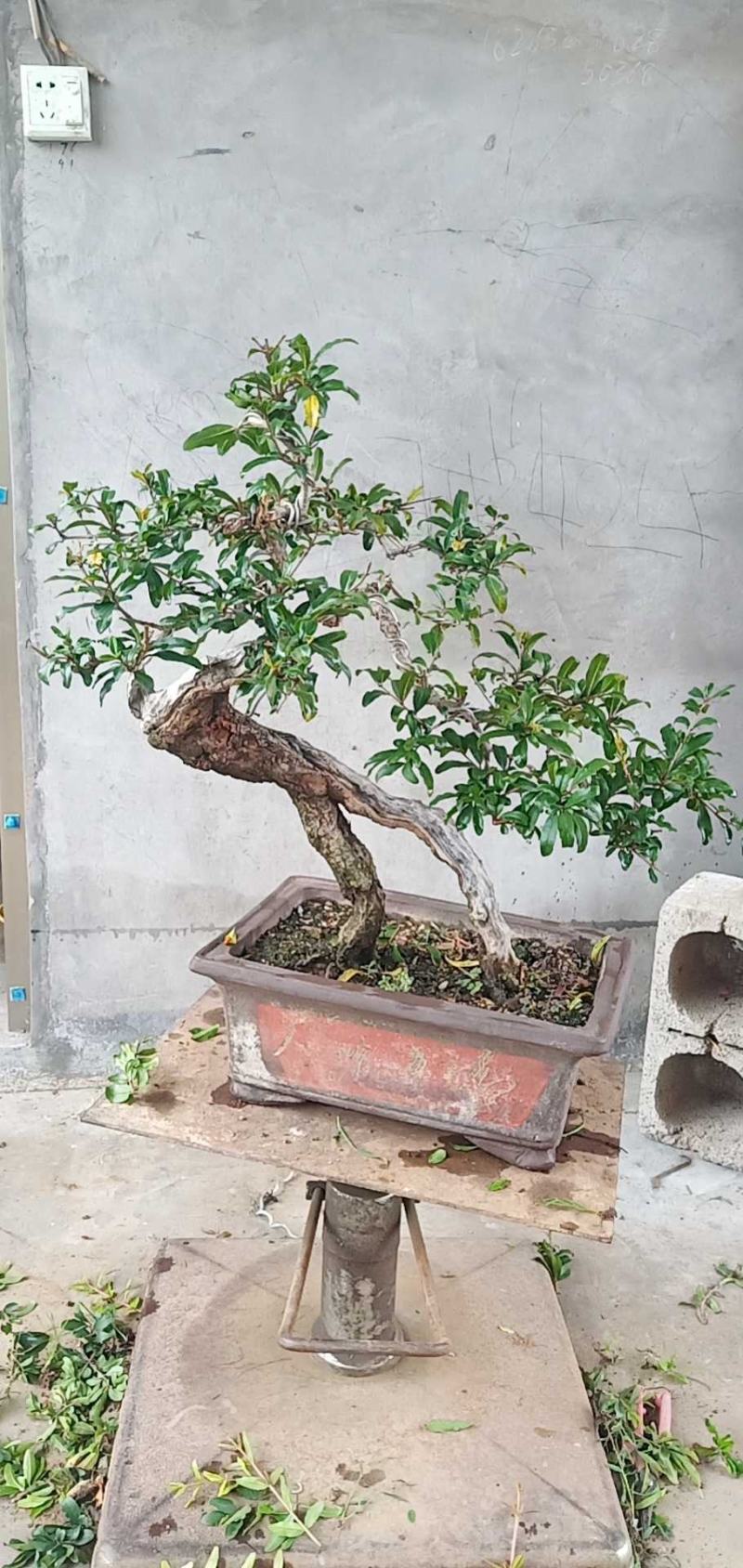 石榴树盆景一手货源价格合理。