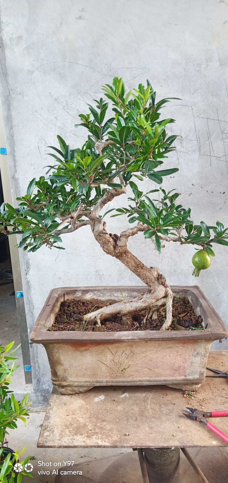 石榴树盆景一手货源价格合理。