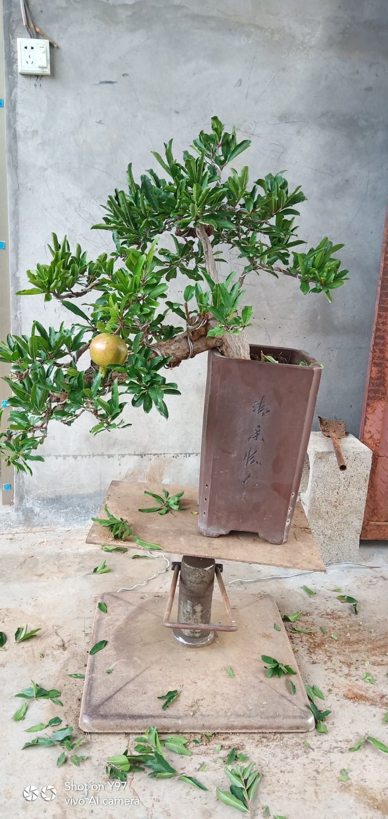 石榴树盆景一手货源价格合理。