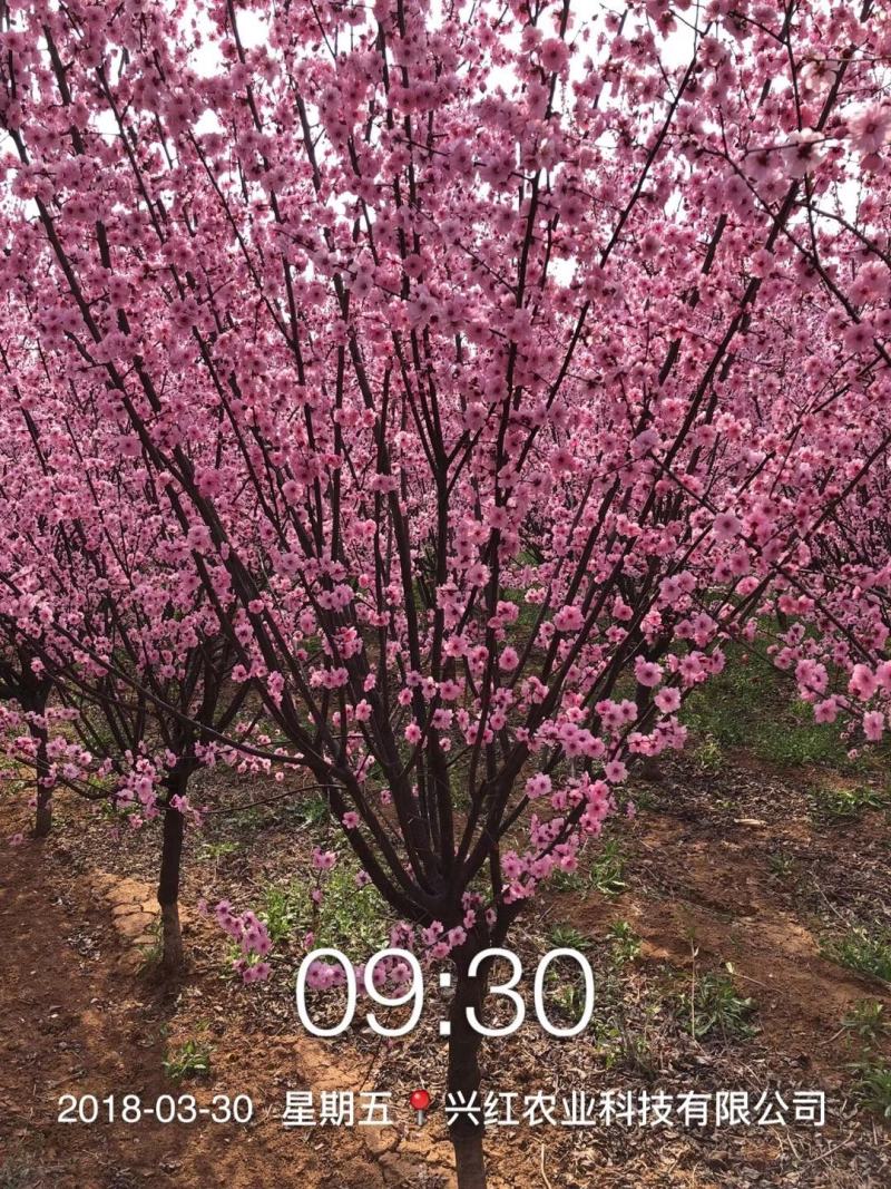 【推荐】供应美人梅树苗34567公分各种规格