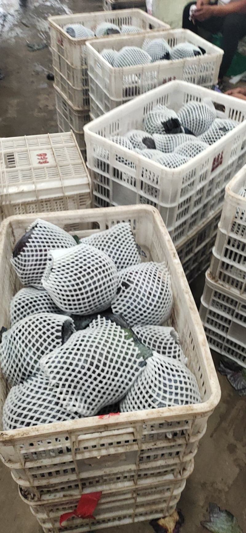 【紫甘蓝总销】热销河北邯郸永年现货紫甘兰量大从优～