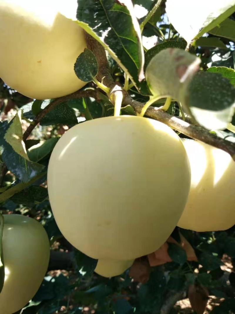 绥中县苹果黄元帅冷库直出，皮毛干净大个白专业代发