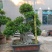 造型石码根榕树盆景,原叶石码根榕树盆景,盘根小叶榕盆景