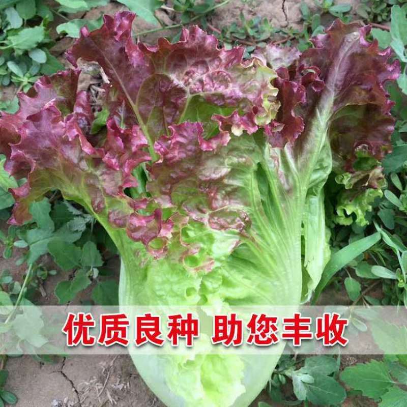 紫叶生菜种籽散叶生菜紫水晶生菜四季播种庭院菜园盆栽蔬菜种