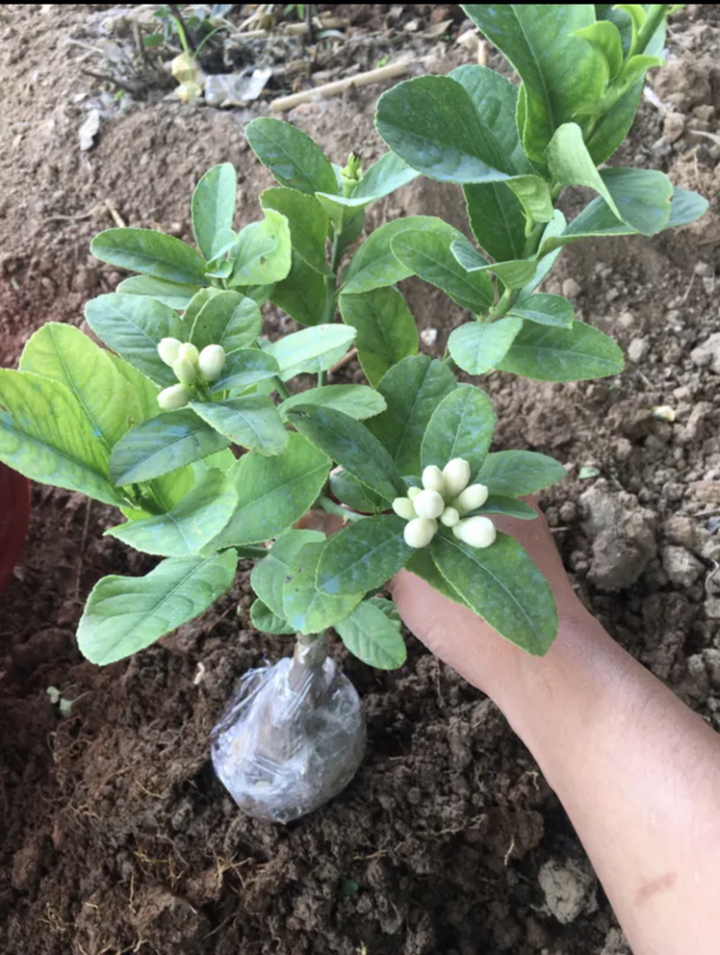 佛手苗带果发货金佛手盆栽地栽千佛手苗南北方种植