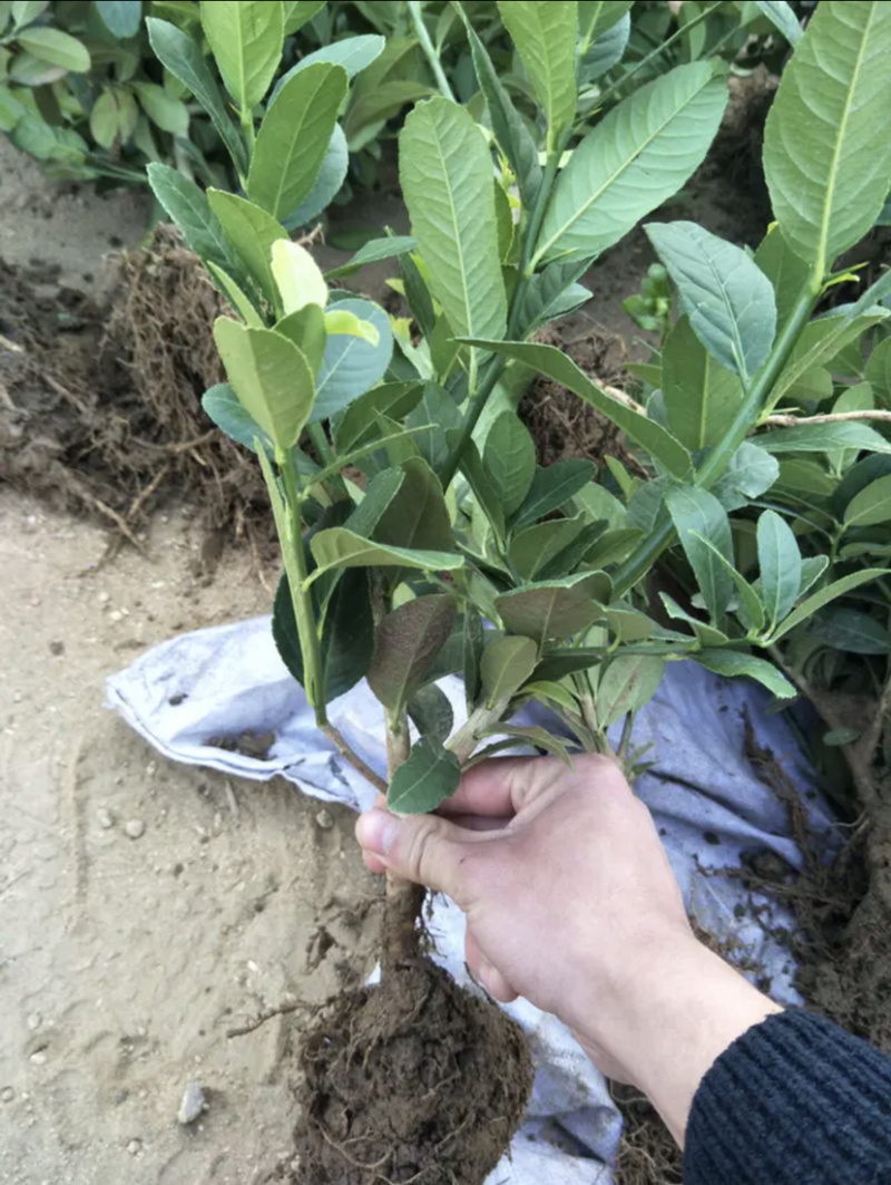 佛手苗带果发货金佛手盆栽地栽千佛手苗南北方种植