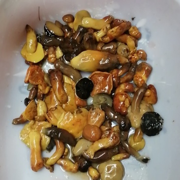 黄牛肝盐渍黄牛肝菌野生菌
