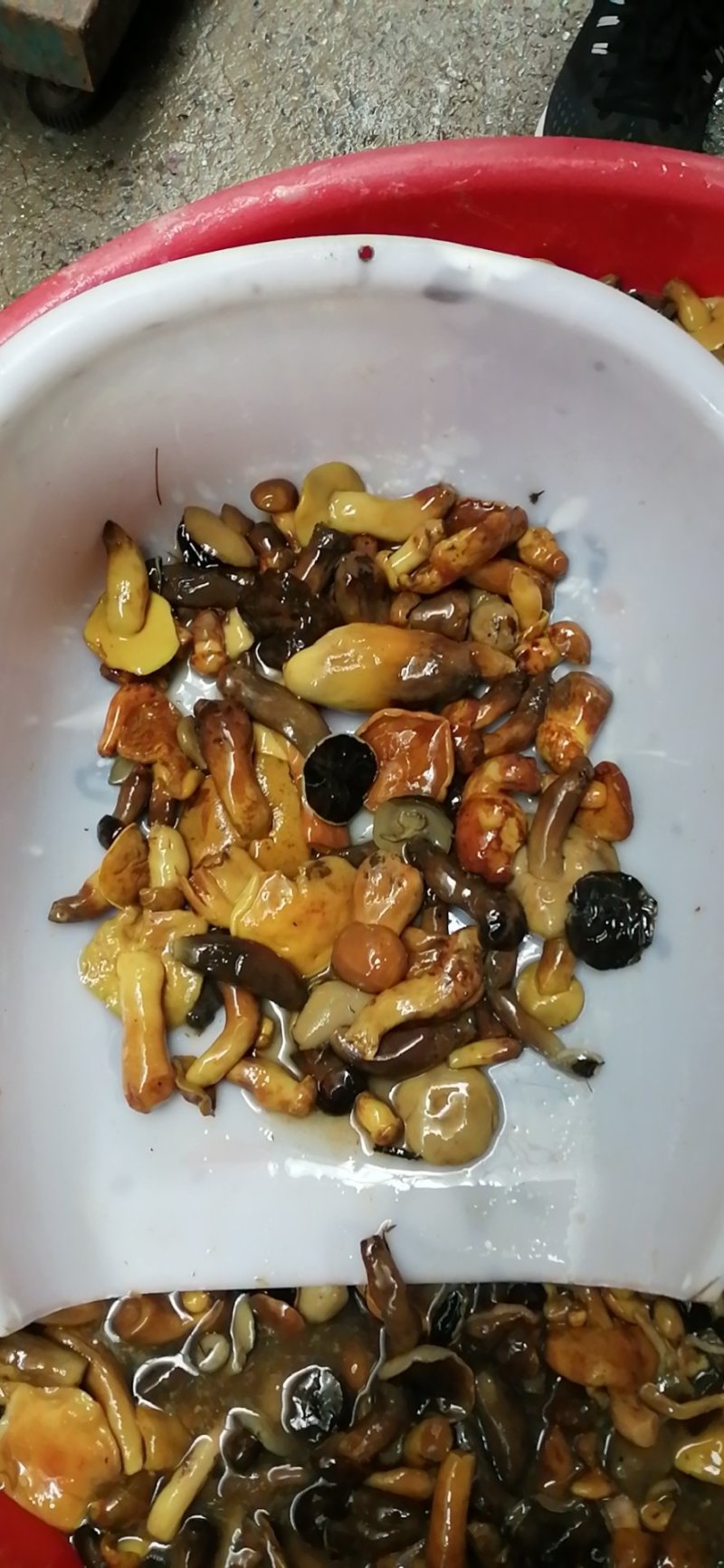 黄牛肝盐渍黄牛肝菌野生菌